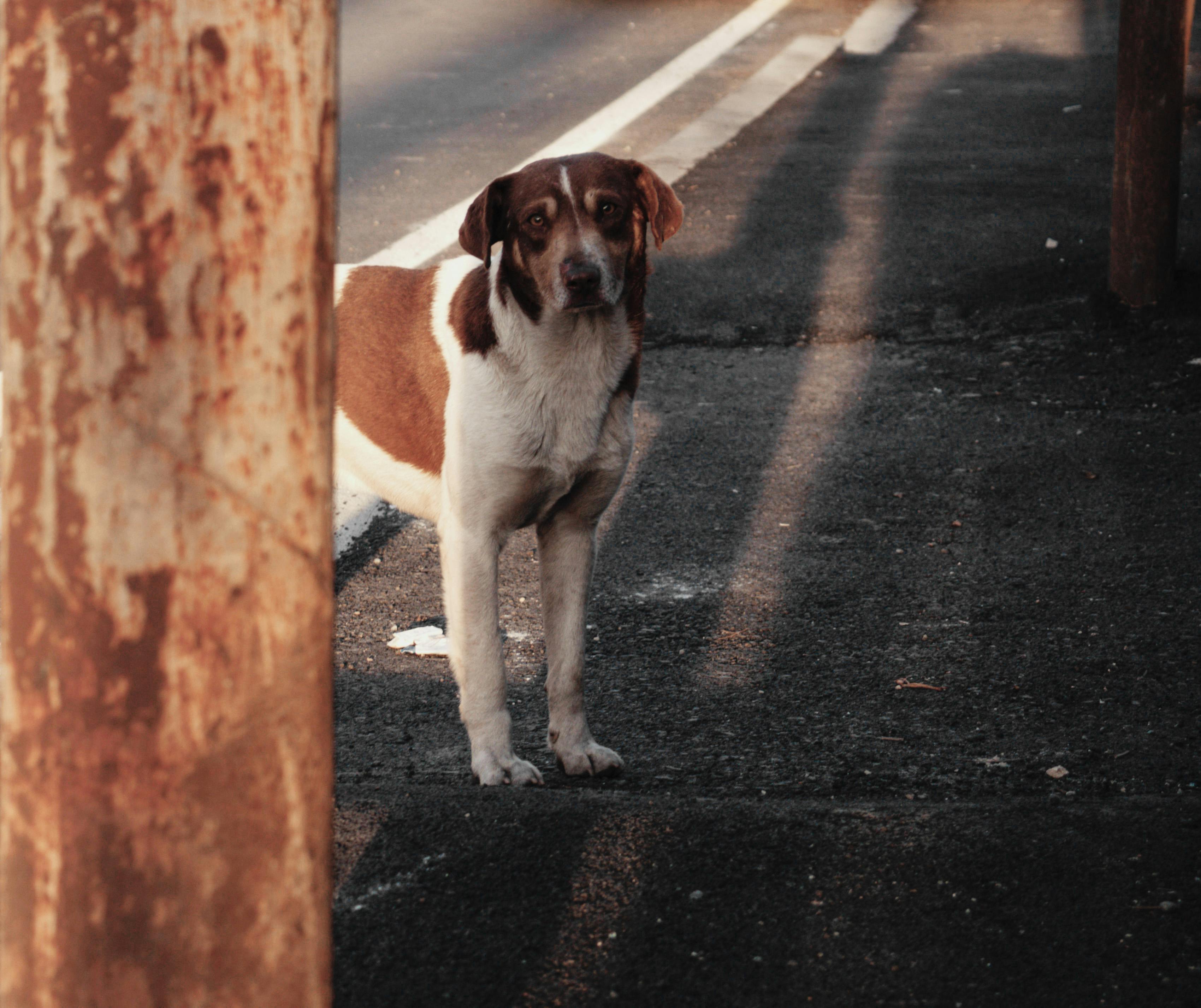 Celebrating Lost Dog Awareness Day: How to Keep Your Dog Safe and Help Lost Pets Find Their Way Home